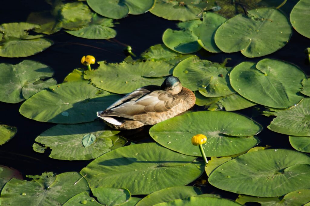 体臭を抑えるためのデオドラントスプレーの効果は？