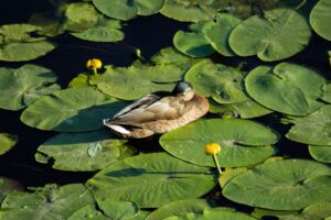 体臭を抑えるためのデオドラントスプレーの効果は？