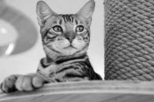 ひげ剃りで残しを防ぐための効果的な対策は？