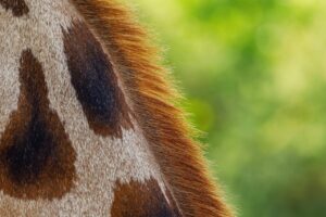 彼女に匂いを褒められる方法は何ですか？